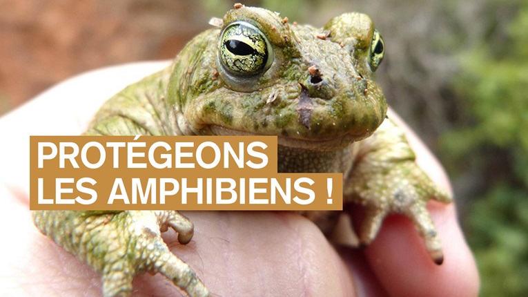 Protégeons les amphibiens