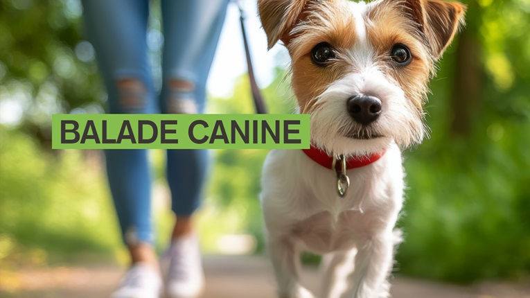 Balades canines
