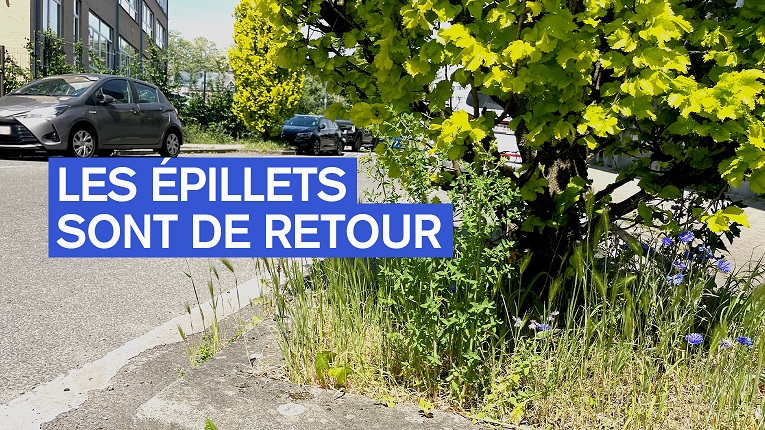 les épillets sont de retour