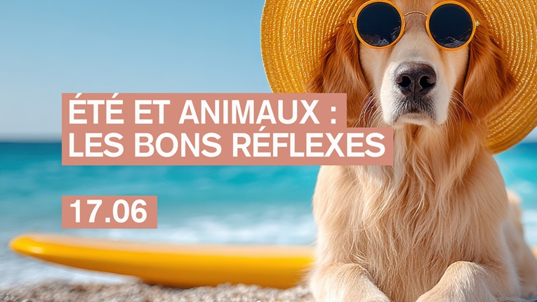 Conférence - Été et animaux : les bons réflexes